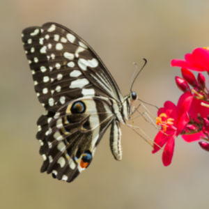 Papilio demodocus