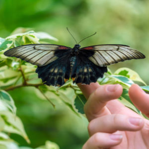 Papilio lowi