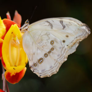 Morpho polyphemus